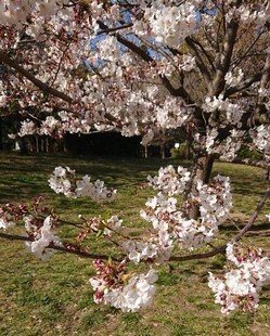 かぶと塚公園の桜１.jpg
