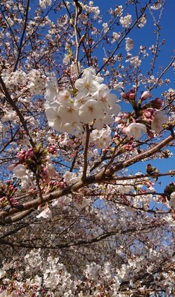 かぶと塚公園の桜３.jpg