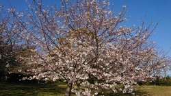 かぶと塚公園の桜2.JPG